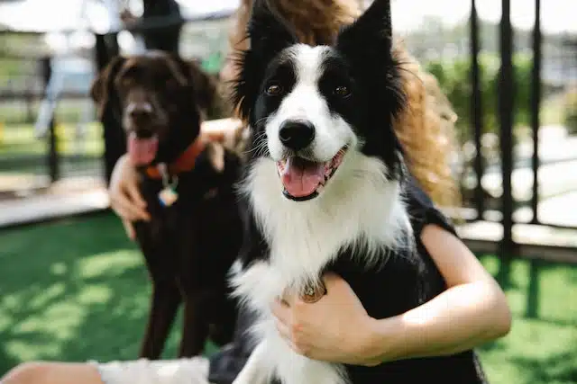Border Collie dzieci